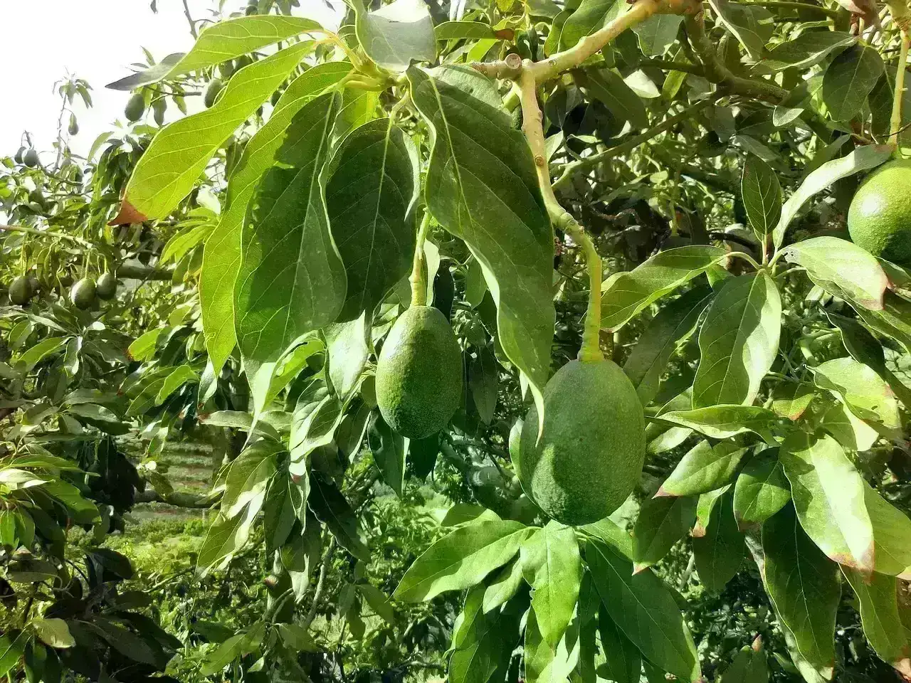Learn About Health Benefits of Avocado Leaves