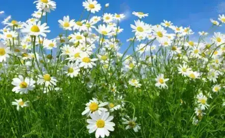 Chamomile