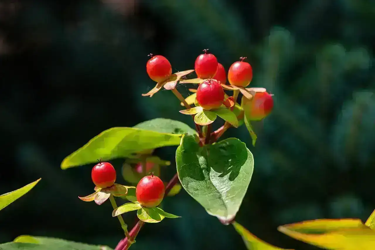Impact Of Herbal Medicines On Health And Wellness
