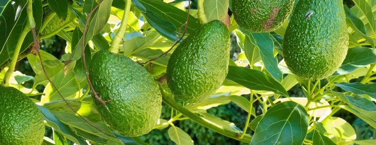 Benefits of Avocado Leaves