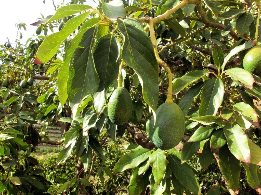 Avocado Leaves of Avocado Leaves