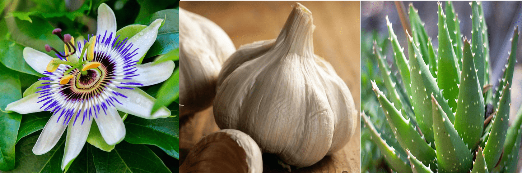 Medicinal Herbs
