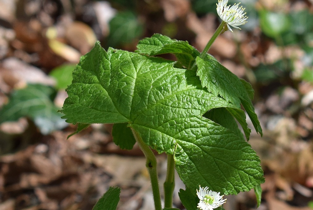 Goldenseal Health Benefits