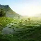 Bali Bali