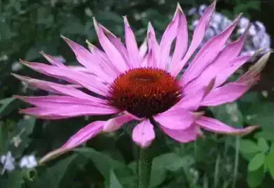Echinecea