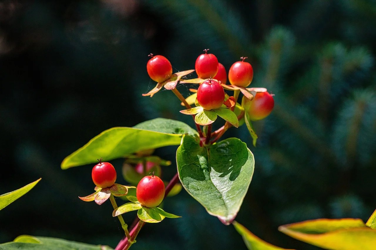 Impact Of Herbal Medicines On Health And Wellness