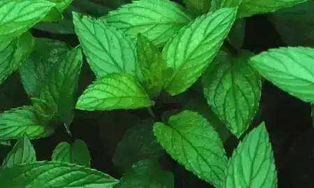Peppermint