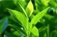 Tea-Tree